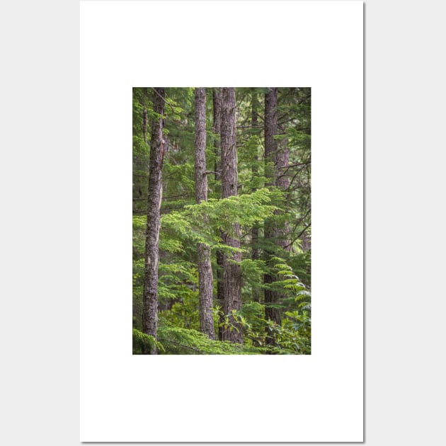 Evergreen Forest - Manning Provincial Park Wall Art by Amy-K-Mitchell